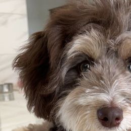 Aussiedoodles from Pasta Puppies Doodles