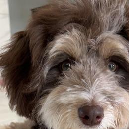 Aussiedoodles from Pasta Puppies Doodles