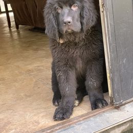 Newfoundland Puppies from Pete’s Newfies
