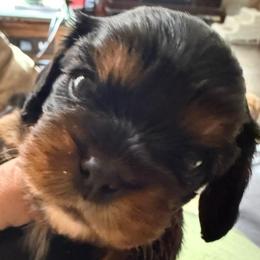 Rolo - Black and tan male Cavalier King Charles Spaniel puppy in Kirksville, Missouri from Royal Country Cavaliers of Missouri