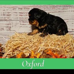 Oxford - Black and tan male Cavalier King Charles Spaniel puppy in Rochelle, Illinois from Lakeview Cavaliers