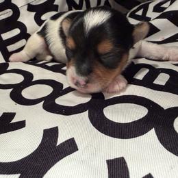 Gizmo - Parti male Yorkshire Terrier puppy in Illinois from Pretty Little Yorkies