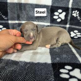 Steel - Blue male Italian Greyhound puppy in Parsons, Kansas from Feathered Cactus Farm