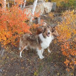 Pixie - Collie