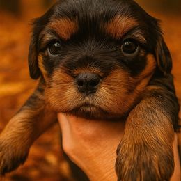 Girl 2 - Black and tan female Cavalier King Charles Spaniel puppy in Ellisville, Mississippi from Malu Lani Cavaliers