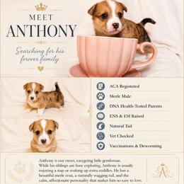 Anthony Bridgerton - Red merle and white male American Corgi puppy in Lake Havasu City, Arizona from London Bridge Corgis