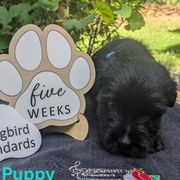 Teal Boy - Black male Standard Schnauzer puppy in Bowie, Maryland from Songbird Standard Schnauzers