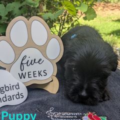 Teal Boy - Black male Standard Schnauzer puppy in Bowie, Maryland from Songbird Standard Schnauzers