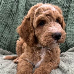 Goldendoodle Puppies from Doodles of the Brazos