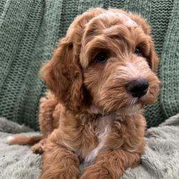 Goldendoodle Puppies from Doodles of the Brazos