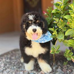 Bear - Tri-color male Bernedoodle puppy in Wickenburg, Arizona from Houskerville Doodles