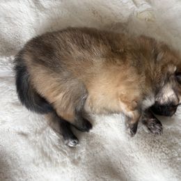 Pomeranian Puppies from Fam. Pomerania