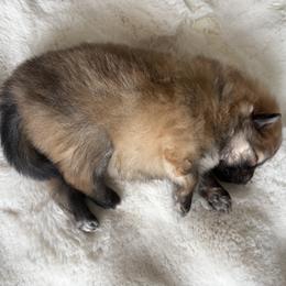 Pomeranian Puppies from Fam. Pomerania