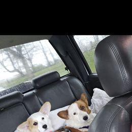 American Corgi Puppies from Whitecreek Corgis of Columbus, IN
