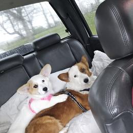 American Corgi Puppies from Whitecreek Corgis of Columbus, IN