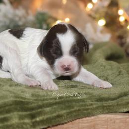Belle - Brown and white female Cockapoo puppy in Lowry City, Missouri from Cooper Creek Puppies