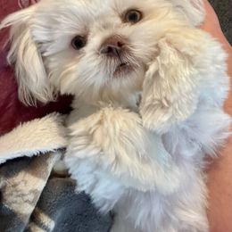 Moose - Shih Tzu
