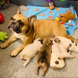 French Bulldog Puppies from BigStar French Bulldogs