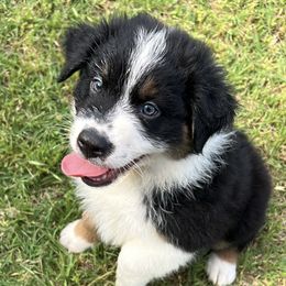 Australian Shepherd Puppies from PCG Farms