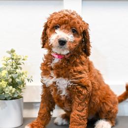 Bernedoodle and Goldendoodle Puppies from Sun Valley Goldendoodles