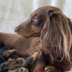 Daisy - Dachshund