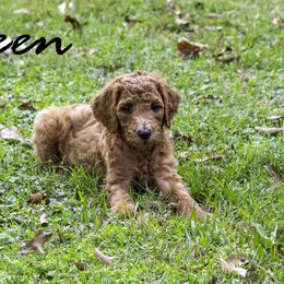 Green Collar - Red  female Poodle puppy in Cleveland, Texas from Mayday Quality Poodles