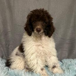 Aladdin - Parti male Poodle puppy in Loretto, Tennessee from K Kountry Farm