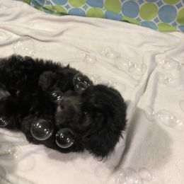 Havanese Puppies from Furever Fluffball Friends