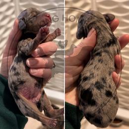 Girl 1 - Dapple female Dachshund puppy in Fond Du Lac, Wisconsin from Clucking Homestead Springers & Dachshunds