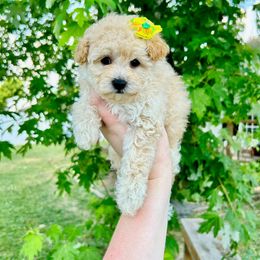Mal-Shi, Maltese, Maltipoo, and Poodle Puppies from Paw Perfect Pets