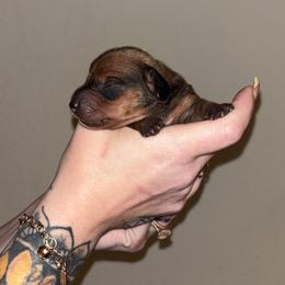 Lucille - Sable female Dachshund puppy in Converse, Texas from JP's South Texas Dachshunds