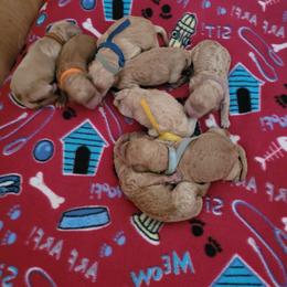 Goldendoodle Puppies from 3 Willows Goldendoodles