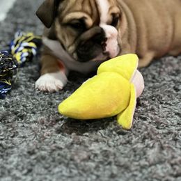 Bulldog Puppies from Average Jo’s  Bulldogs