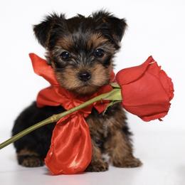 Boy 1 - Gold male Yorkshire Terrier puppy in Carmichael, California from Mckeever's Yorkies