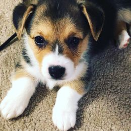 Pembroke Welsh Corgi Puppies from Little Leggs Corgis