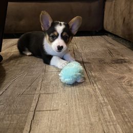 American Corgi, Pembroke Welsh Corgi, and Yorkshire Terrier Puppies from Ingram's Corgis & Yorkies