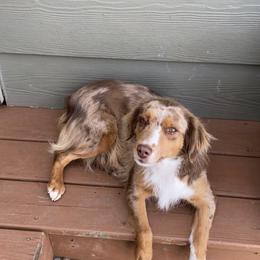 Miniature Australian Shepherd and Toy Australian Shepherd All Grown Up from T & R Ranch