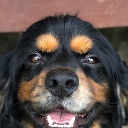 Cocker Spaniels from Wine Homestead Kennels