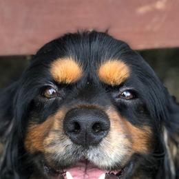 Cocker Spaniels from Wine Homestead Kennels