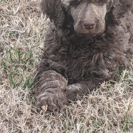 "Samson" Poodle Puppies from Rockin' Rose Standard Poodles