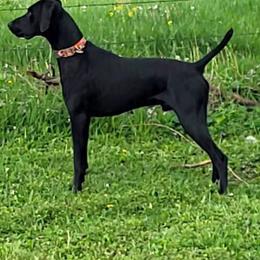 Jet - German Shorthaired Pointer