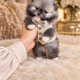 Valentino - Wolf sable male Pomeranian puppy in Grand Prairie, Texas from D’ Pomlovers