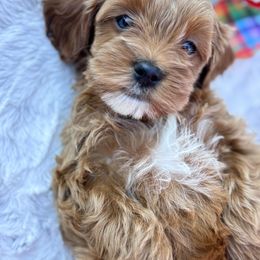 Aussiedoodle and Cavapoo Puppies from Pawsome Aussie Doodles and Oodles