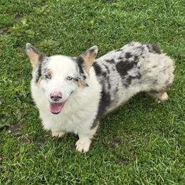 TATE - Blue merle and white male American Corgi puppy in Walker, Iowa from Double K Corgis