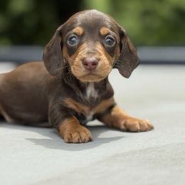 Boy 1 - Chocolate and tan male Dachshund puppy in Montrose, Michigan from Livy’s Doodles