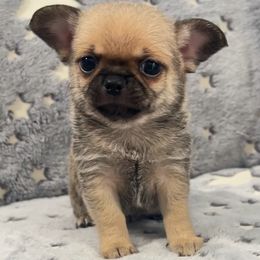 Monkey - Black sabled fawn male Chihuahua puppy in Orlando, Florida from iLuvChihuahuas