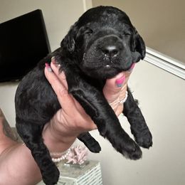 Cream Collar Female - Silver female Poodle puppy in Savannah, Georgia from Coastal Poodles