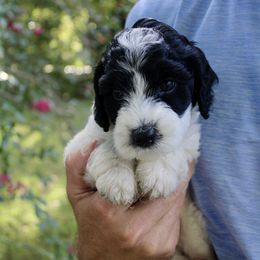 Minnie - Black female Labradoodle puppy in Dothan, Alabama from Circle City Labradoodles