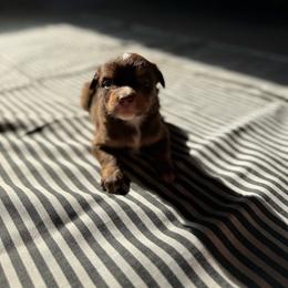 Jasper - Red tri male Miniature Australian Shepherd puppy in Ellendale, North Dakota from Ark Acres Kennels
