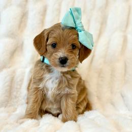 Mint Collar CAYENNE - Apricot female Goldendoodle puppy in Salem, Utah from Aspen Doodles Utah